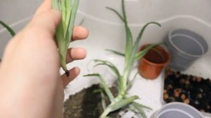 Алоэ размножение и пересадка
