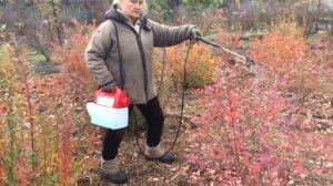 Электрический садовый опрыскиватель. Обработка бордоской жидкостью кустов голубики.