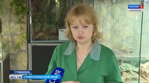 Змеи, ужас! Ставрополье наводнили змеи