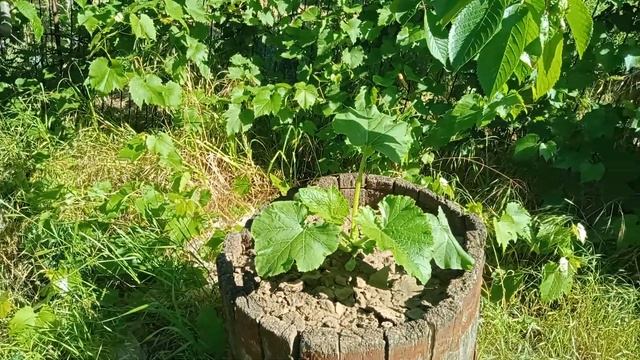 Как мы проводим выходные. Заросли на участке.