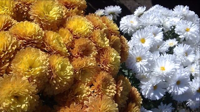 А впрочем, нету никаких проблем... смотреть онлайн