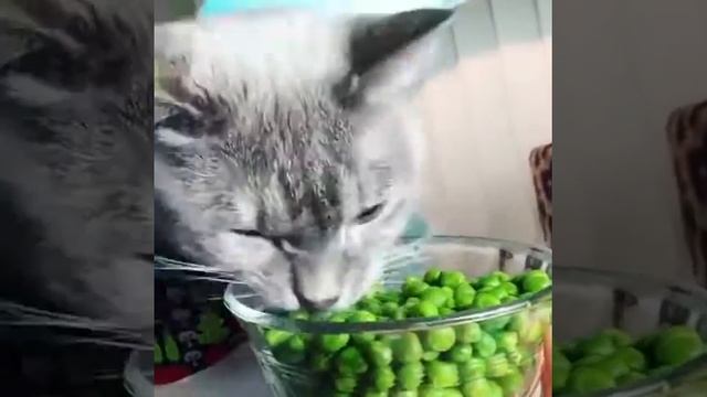 Кошка гадя есть малину все все малину то что есть на бабушкина огороде смотреть онлайн