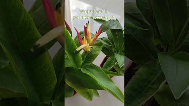 Геликония (Heliconia Hawaii) - один из самых эксклюзивных цветущих комнатных растений