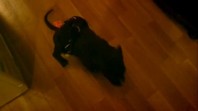 Стаффорд Гильдман Сэм.mp4 смотреть онлайн