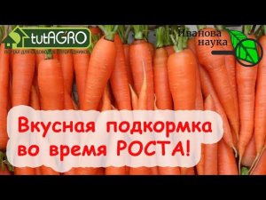 ОЧЕНЬ ВКУСНАЯ ПЕРВАЯ ПОДКОРМКА МОРКОВИ на красивый и ровный корнеплод. Самый срок 2 месяца от посева