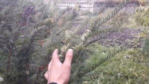 Произрастание  тиса  ягодного  в Сибири