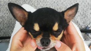 Как очистить зубной камень у собаки ультразвуковым скалером/How to clean dog's teeth with supersoni