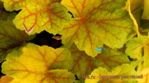Гейхера гибридная Электра (heuchera electra) ? Электра обзор: как сажать, рассада гейхеры Электра