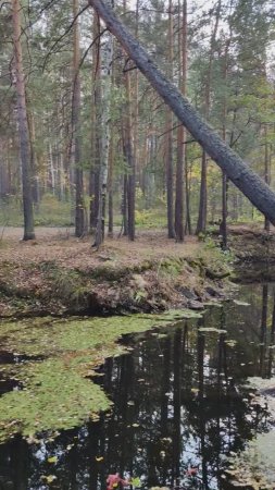 Речка Горькая