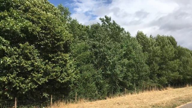 Aspen (Populus tremula) - trees - July 2018 смотреть онлайн