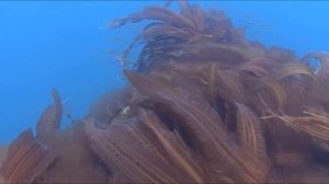 Как выбрать морскую капусту