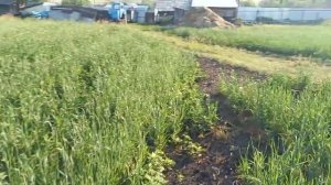 Междурядная обработка огорода мотоблоком.