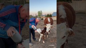 Наши новорождённые ?? #герефорд#животные #cow#корова #теленок #новорожденный #малыш  #мама #ферма