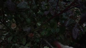 Обрезка листьев роз осень