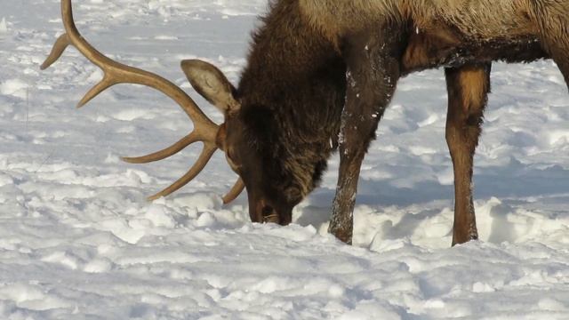 Марал - Алтайский олень, Red Deer, Cervus elaphus