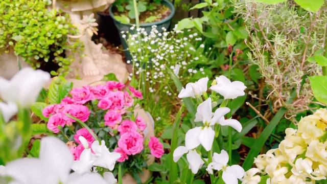 花園紀錄-花園整理・澆水與宿根多年草・季節花的安插畫面｜黃木香與鐵線蓮綻放｜Erin’s Rose Garden 4/13 2022#玫瑰#月季#鐵線蓮#黃木香#クレマチス#モッコウバラ смотреть онлайн