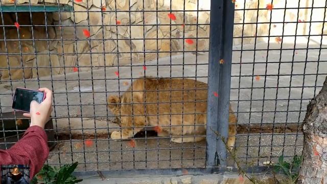 Осеннее золото парка «Тайган». Часть 19. Два подростка смотреть онлайн