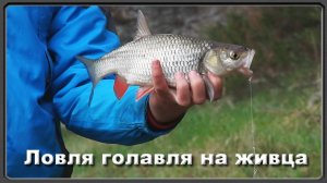 Ловля голавля на живца (рыбалка на весеннем сплаве)