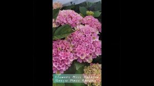 Гортензия крупнолистная Мэджикал Аметист 04.07.2023год