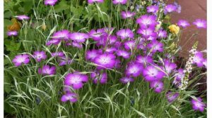 Агростемма или куколь Выращивание из семян в домашних условиях и открытом грунте