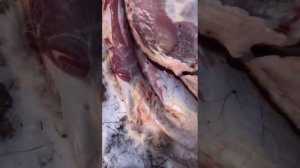 Финноз в мясе дичи