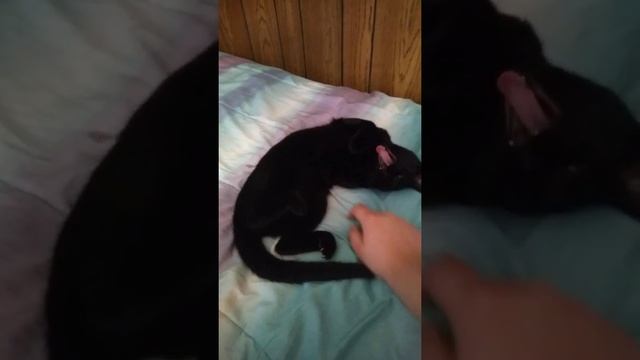 Squeaky Black Kitty