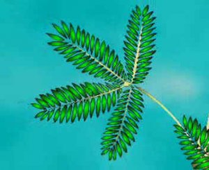 МИМОЗА И ТУРГОР (раздражимость)