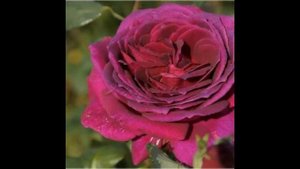 Rose Big Purple (Биг Перпл роза)