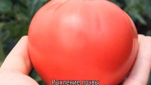 Томат Розмарин