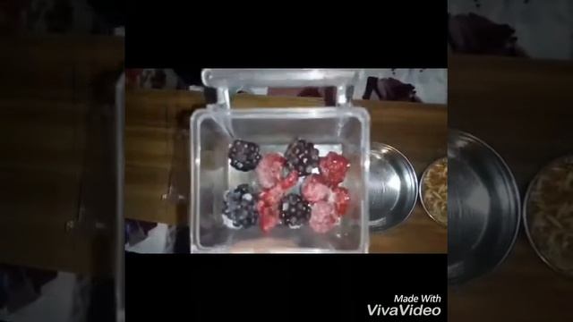 Чем кормить Ожерелового попугая. Фрукты,  витамины, вода.