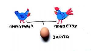 Научпок - Курица или яйцо