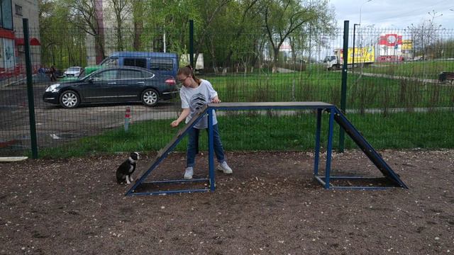 Бостон терьер Маркус выполняет упражнения на площадке.