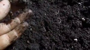 Разведение Дендробены из коконов.  Прошло 3 недели .