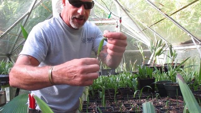 Germination time for Trachycarpus fortunei palm seeds смотреть онлайн