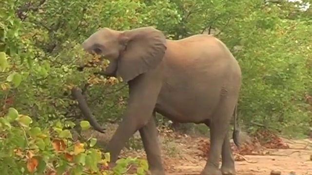 Wildlife Sightings in Kruger National Park - Top Places to Visit in South Africa смотреть онлайн