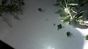 размножаем хризантему мультифлору осенью цветущим кустом