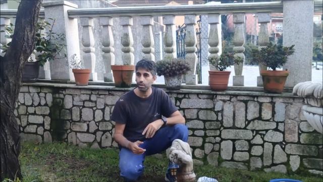 HONGO MORTAL en FRUTALES ( Phellinus igniarius ) смотреть онлайн