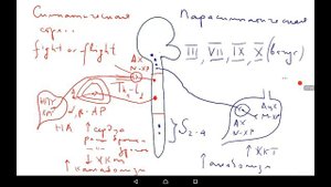 Физиология | Вегетативная нервная система