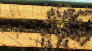 Пришли матки Бакфаст от блогера Добрый Плотник!