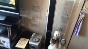 Хаски Соня воет на телевизор