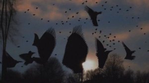 Печаль – Леонид Фёдоров, гр. «АукцЫон» Cover