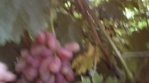 КРАСА ДНЕПРА после ливней и дождей