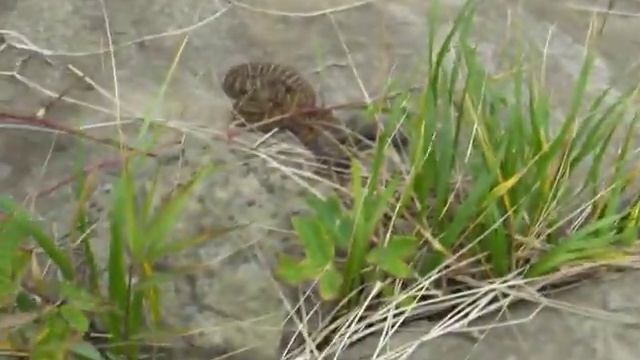 Щитомордники на острове Русском. The Russian island snakes. смотреть онлайн