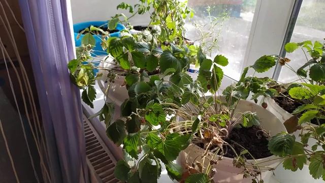 Земляника на окне. Сорт "Регина" F1, какой он? смотреть онлайн