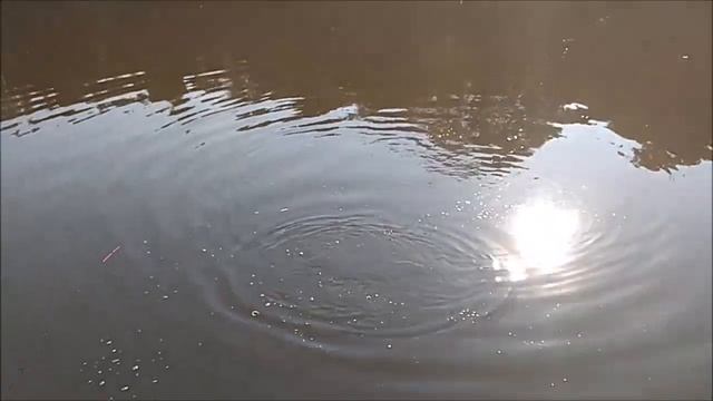 Тридцатиградусная жара не помеха клёву линя и карпа. Клёвое место, Лосиный остров. смотреть онлайн