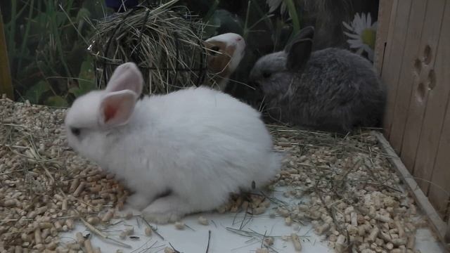 Декоративные кролики