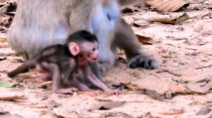WHERE I AM...? WHERE IS MOM? A newborn baby monkey has lost his mom