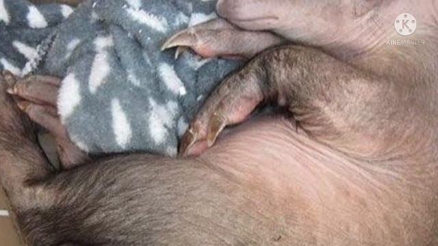 Каждую ночь в дверь приюта стучится этот пузатый малыш… И вот для чего смотреть онлайн