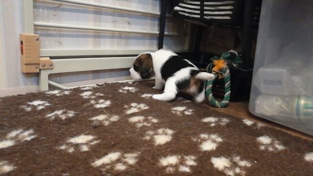 Walencia Cocokrimaki