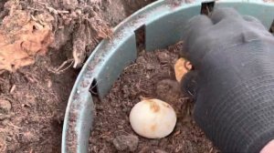 Что делать с луковицами тюльпанов, купленных на распродаже поздней осеню